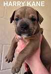 For rescue at Last Chance, Kent near Sussex, Surrey and London - ask for England Squad