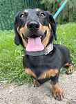 For rescue at Last Chance, Kent near Sussex, Surrey and London - ask for Apollo