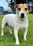 For rescue at Last Chance, Kent near Sussex, Surrey and London - ask for Connie