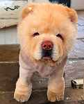 For rescue at Last Chance, Kent near Sussex, Surrey and London - ask for Winnie