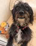 For rescue at Last Chance, Kent near Sussex, Surrey and London - ask for Nancy