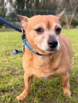 For rescue at Last Chance, Kent near Sussex, Surrey and London - ask for Betty and Boo