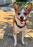 For rescue at Last Chance, Kent near Sussex, Surrey and London - ask for Rubbles