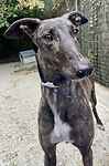 For rescue at Last Chance, Kent near Sussex, Surrey and London - ask for Princess