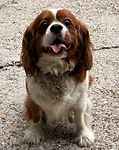 For rescue at Last Chance, Kent near Sussex, Surrey and London - ask for Copper