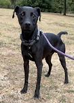 For rescue at Last Chance, Kent near Sussex, Surrey and London - ask for Mo-Mo