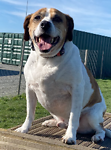 For rescue at Last Chance, Kent near Sussex, Surrey and London - ask for Chico
