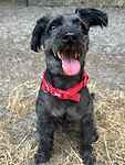 For rescue at Last Chance, Kent near Sussex, Surrey and London - ask for Coco