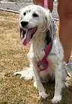 For rescue at Last Chance, Kent near Sussex, Surrey and London - ask for Dotty