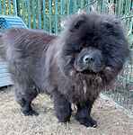 For rescue at Last Chance, Kent near Sussex, Surrey and London - ask for Yin and Yang