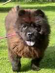 For rescue at Last Chance, Kent near Sussex, Surrey and London - ask for Dennis & Alice