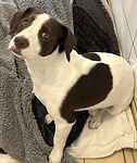 For rescue at Last Chance, Kent near Sussex, Surrey and London - ask for Coco Bongo