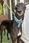 For rescue at Last Chance, Kent near Sussex, Surrey and London - ask for Patrick