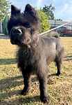 For rescue at Last Chance, Kent near Sussex, Surrey and London - ask for Teddy