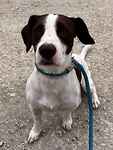 For rescue at Last Chance, Kent near Sussex, Surrey and London - ask for Coco Bongo