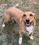 For rescue at Last Chance, Kent near Sussex, Surrey and London - ask for Bella