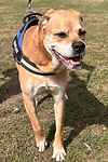For rescue at Last Chance, Kent near Sussex, Surrey and London - ask for Brady