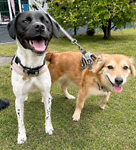 For rescue at Last Chance, Kent near Sussex, Surrey and London - ask for Poppy & Teddy