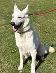 For rescue at Last Chance, Kent near Sussex, Surrey and London - ask for Star