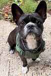 For rescue at Last Chance, Kent near Sussex, Surrey and London - ask for Buster
