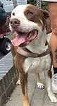 For rescue at Last Chance, Kent near Sussex, Surrey and London - ask for Ronnie