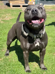 For rescue at Last Chance, Kent near Sussex, Surrey and London - ask for Little Loki
