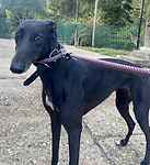 For rescue at Last Chance, Kent near Sussex, Surrey and London - ask for Tallulah