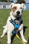 For rescue at Last Chance, Kent near Sussex, Surrey and London - ask for Bentley