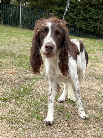 For rescue at Last Chance, Kent near Sussex, Surrey and London - ask for Buddy and Connie