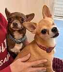 For rescue at Last Chance, Kent near Sussex, Surrey and London - ask for Gizzy & Lucky