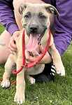 For rescue at Last Chance, Kent near Sussex, Surrey and London - ask for Luna Belle
