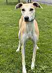 For rescue at Last Chance, Kent near Sussex, Surrey and London - ask for Kandi