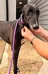 For rescue at Last Chance, Kent near Sussex, Surrey and London - ask for Tartar