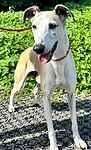 For rescue at Last Chance, Kent near Sussex, Surrey and London - ask for Hank