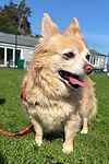 For rescue at Last Chance, Kent near Sussex, Surrey and London - ask for Pickles