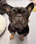 For rescue at Last Chance, Kent near Sussex, Surrey and London - ask for Luna