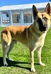 For rescue at Last Chance, Kent near Sussex, Surrey and London - ask for Hondo