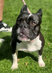For rescue at Last Chance, Kent near Sussex, Surrey and London - ask for Bailey