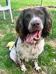 For rescue at Last Chance, Kent near Sussex, Surrey and London - ask for Teddy