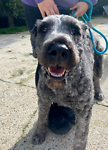 For rescue at Last Chance, Kent near Sussex, Surrey and London - ask for Lily