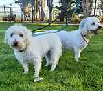 For rescue at Last Chance, Kent near Sussex, Surrey and London - ask for Gazza & Totty