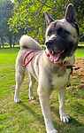 For rescue at Last Chance, Kent near Sussex, Surrey and London - ask for Kali