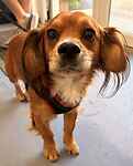 For rescue at Last Chance, Kent near Sussex, Surrey and London - ask for Bucky
