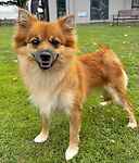 For rescue at Last Chance, Kent near Sussex, Surrey and London - ask for Channa