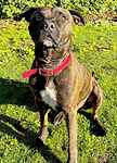 For rescue at Last Chance, Kent near Sussex, Surrey and London - ask for Riley