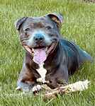 For rescue at Last Chance, Kent near Sussex, Surrey and London - ask for Lilly