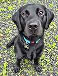 For rescue at Last Chance, Kent near Sussex, Surrey and London - ask for Ace