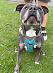 For rescue at Last Chance, Kent near Sussex, Surrey and London - ask for Rudi