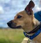 For rescue at Last Chance, Kent near Sussex, Surrey and London - ask for Freddie