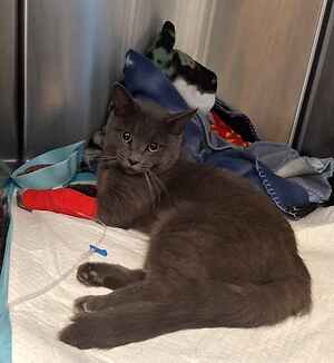 Help desperately needed for Blue